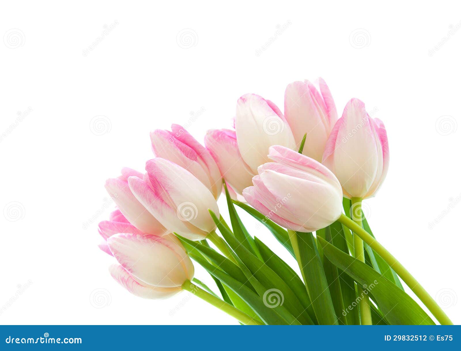 Pink Tulips stock photo. Image of petal, blooming, plant - 29832512