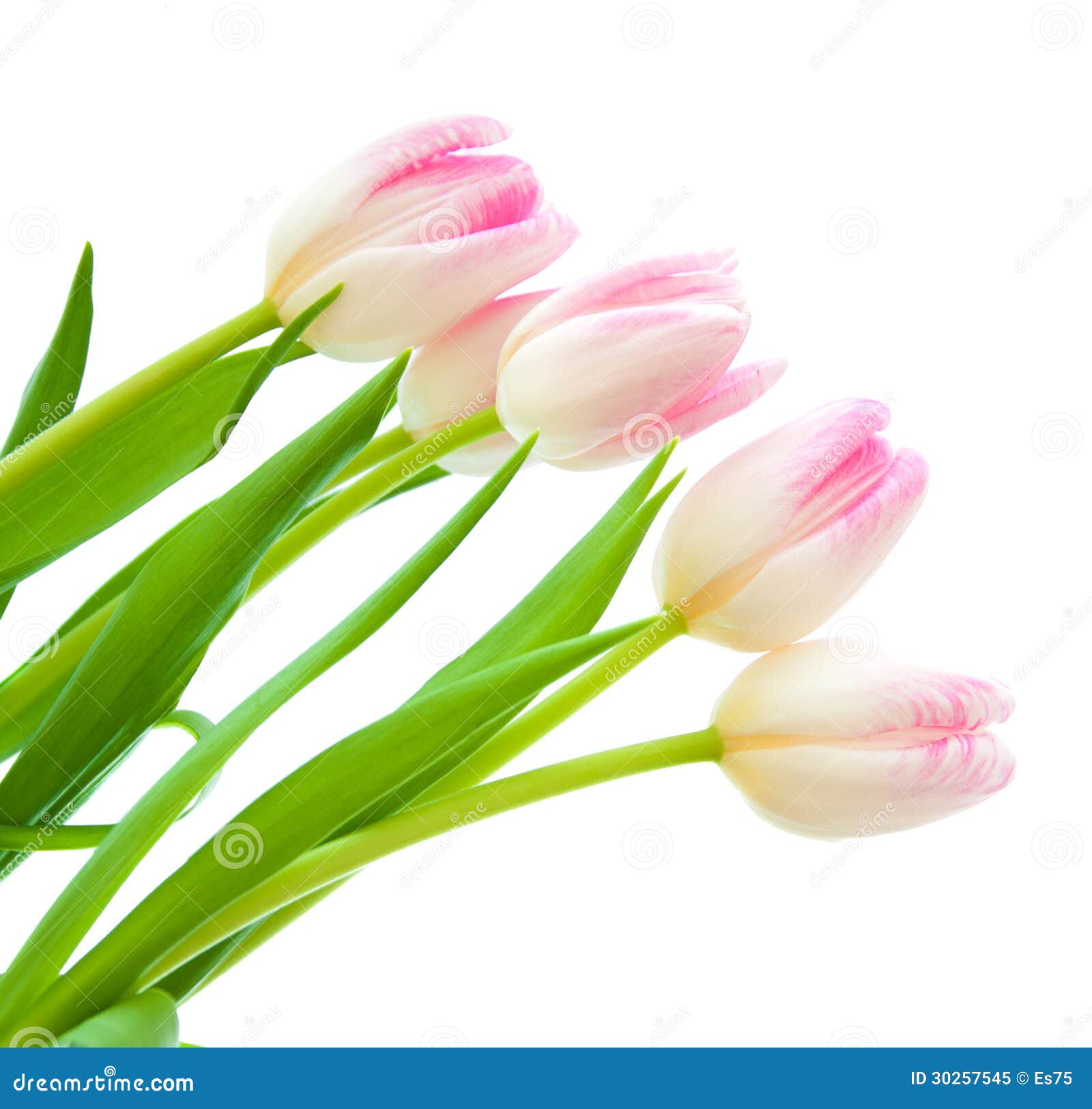 Pink Tulips stock image. Image of white, spring, nature - 30257545