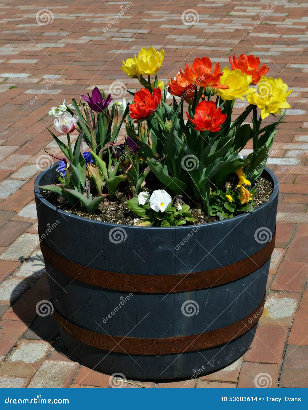 Spring Planter Barrel stock photo. Image of beautiful 