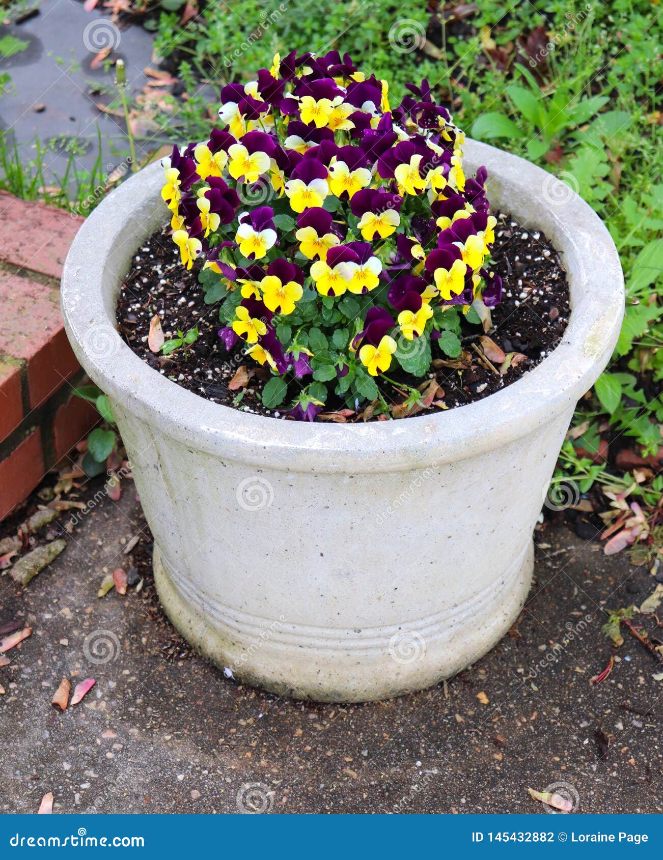 Outdoor Pot of Purple and Yellow Pansies Stock Photo - Image of beauty ...