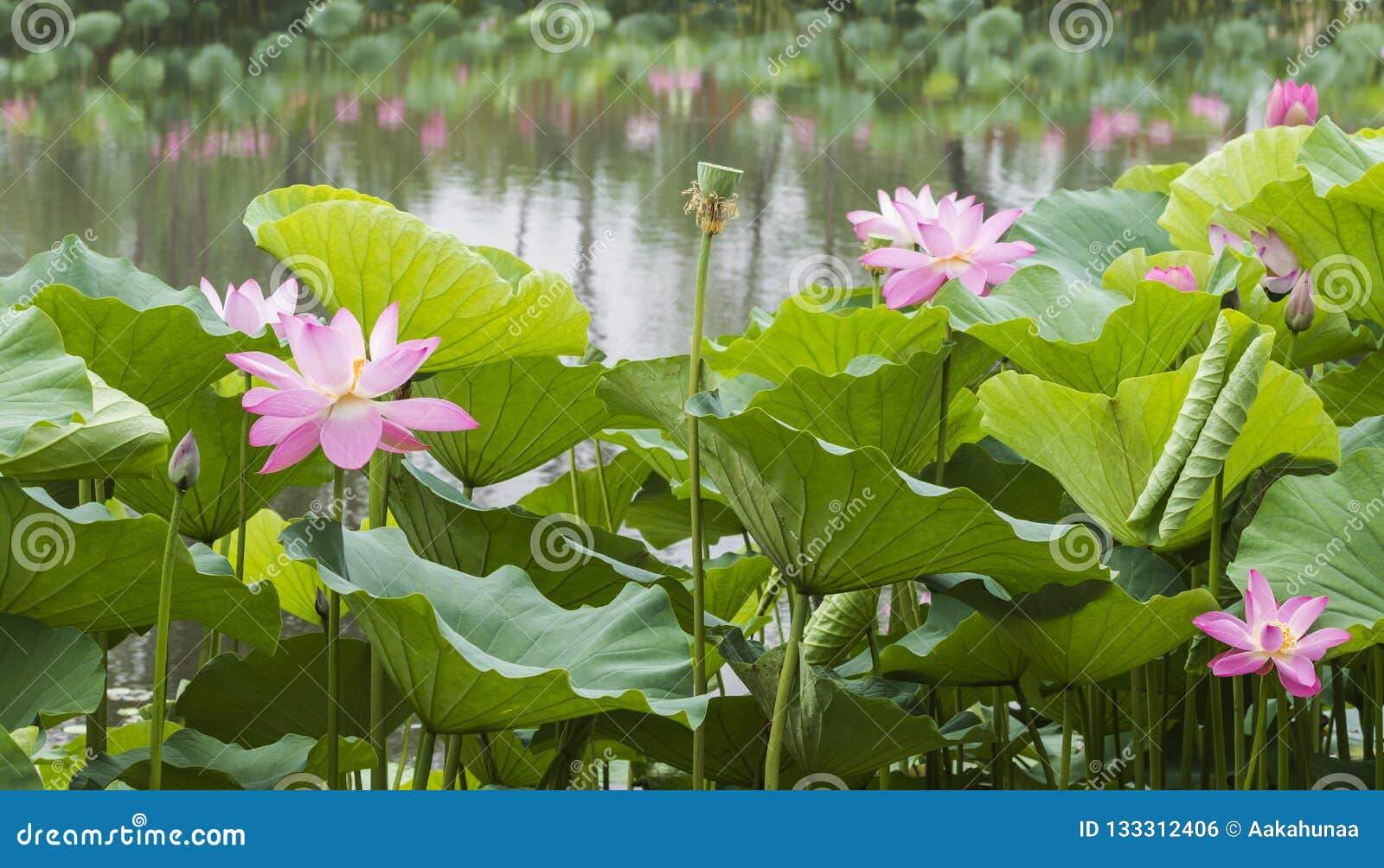 Blooming lotus stock photo. Image of pontic, outdoor 133312406
