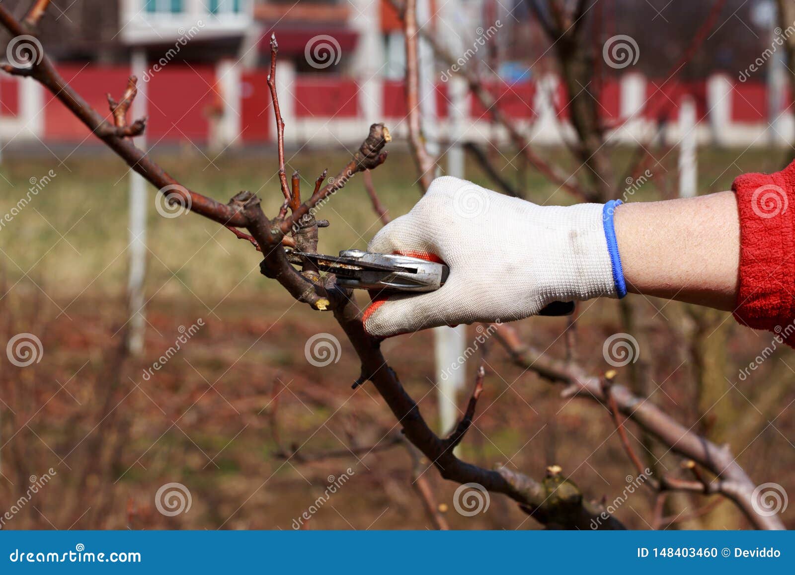 Pruning fruit tree stock photo. Image of branch, blue 148403460