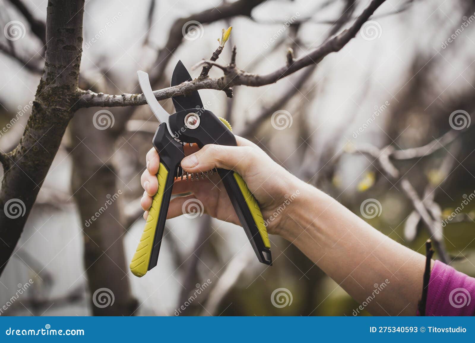 Spring Pruning of the Garden with Secateurs, Care for Trees and Bushes