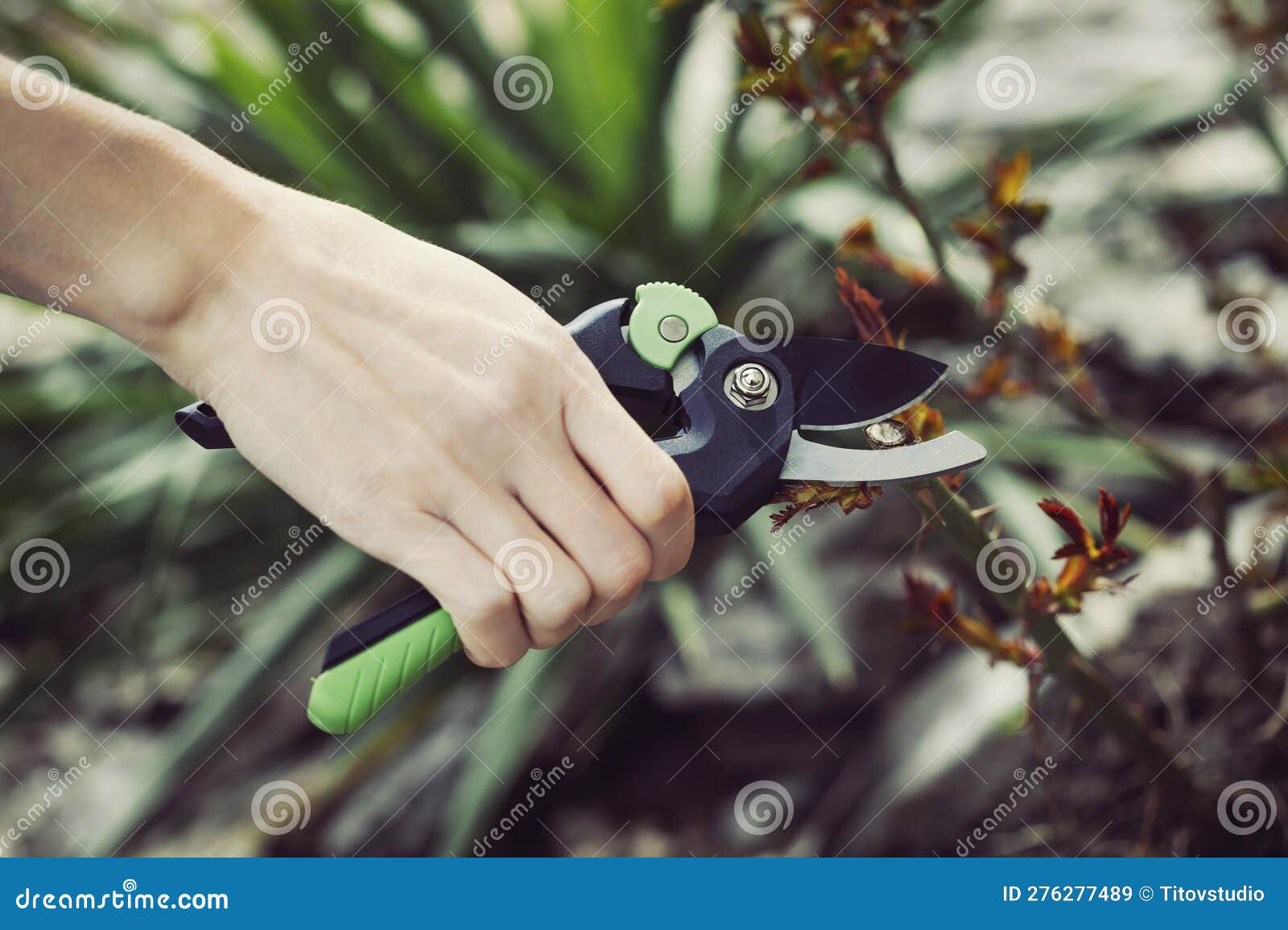 Spring Pruning of the Garden with Secateurs, Care for Trees and Bushes
