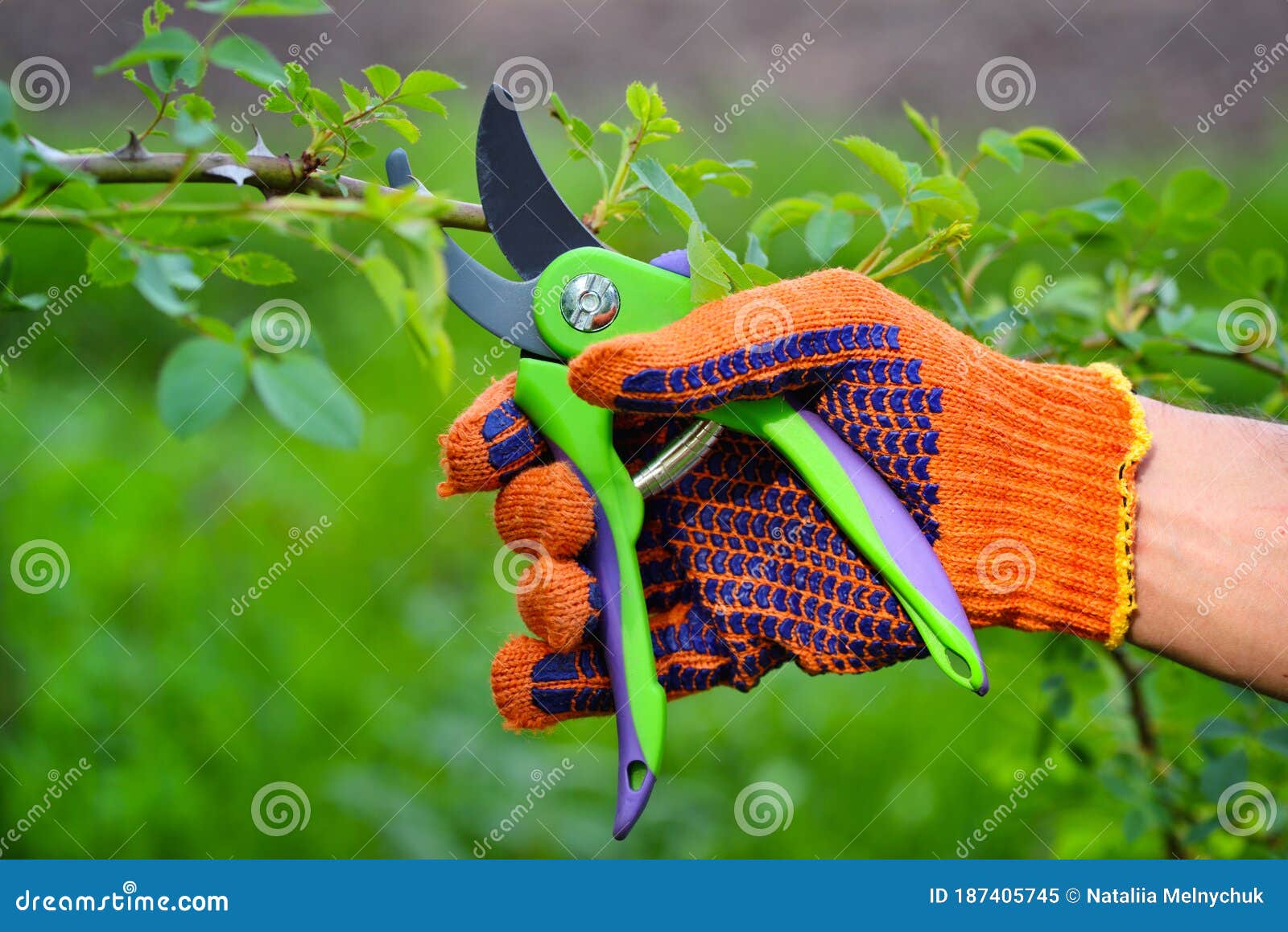 Spring Pruning Roses in the Garden, Gardener`s Hand with Secateur Stock
