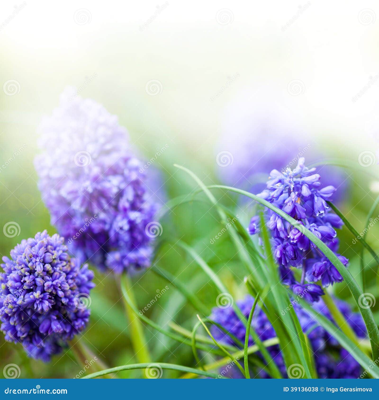 Spring purple flowers stock photo. Image of botany, bellflowers 39136038
