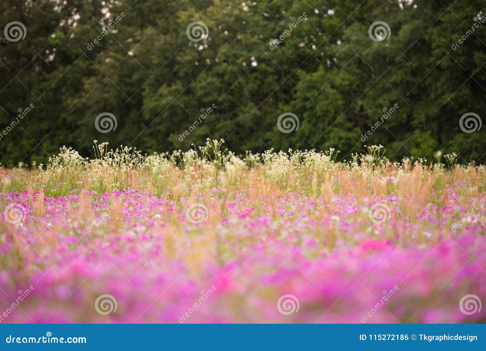 Featured image of post Wildflower Fields In Florida : Florida wild flowers and roadside plants by bell and taylor (laurel hill press: