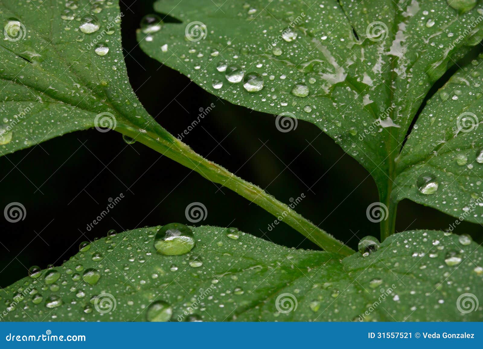 Spring Rain on a Bleeding Heart Plant Leaf Stock Image Image of