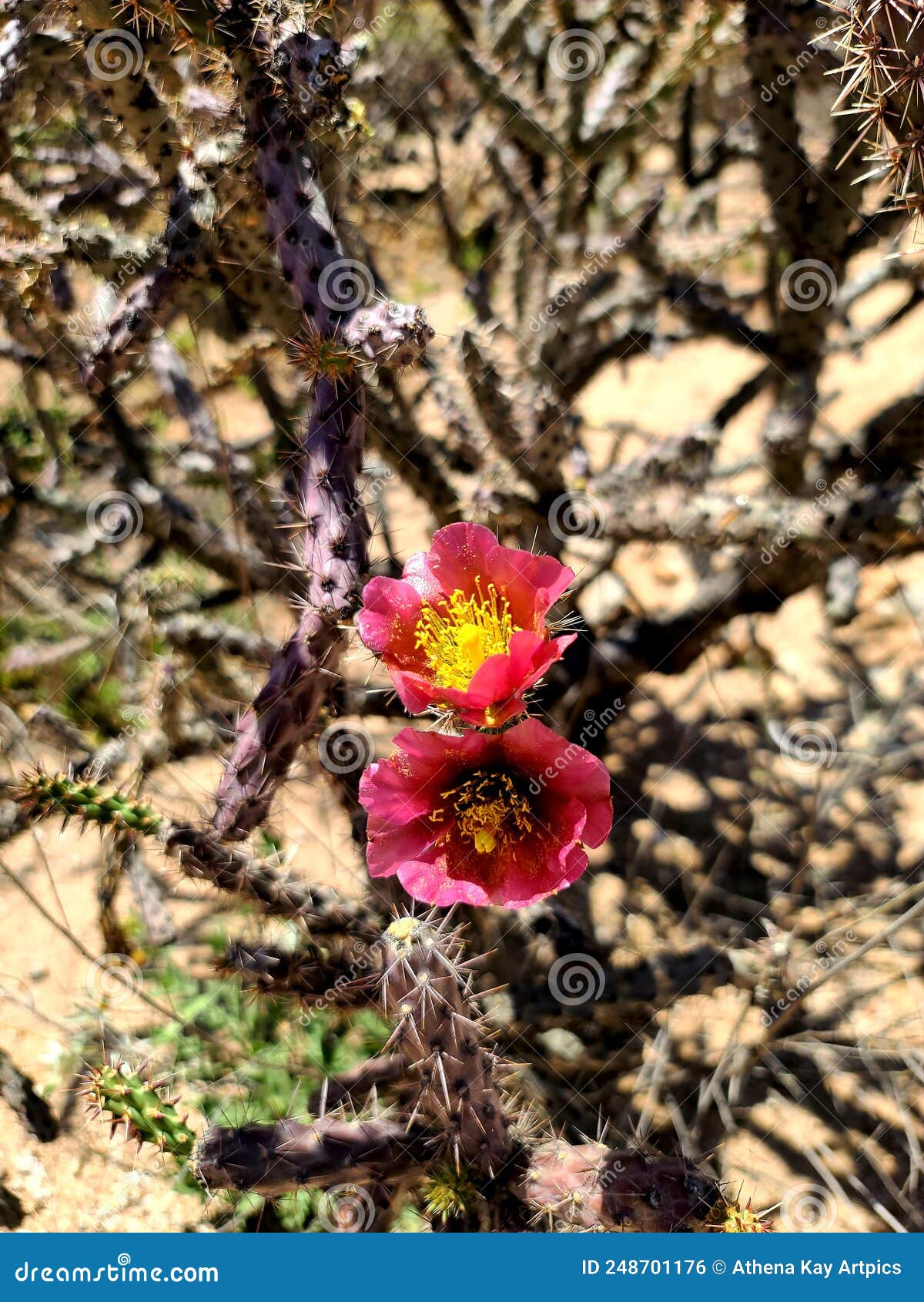 spring red fushia flowers blossoms  cactus  cholla  plants  native desert  vegatation  plants nature photography