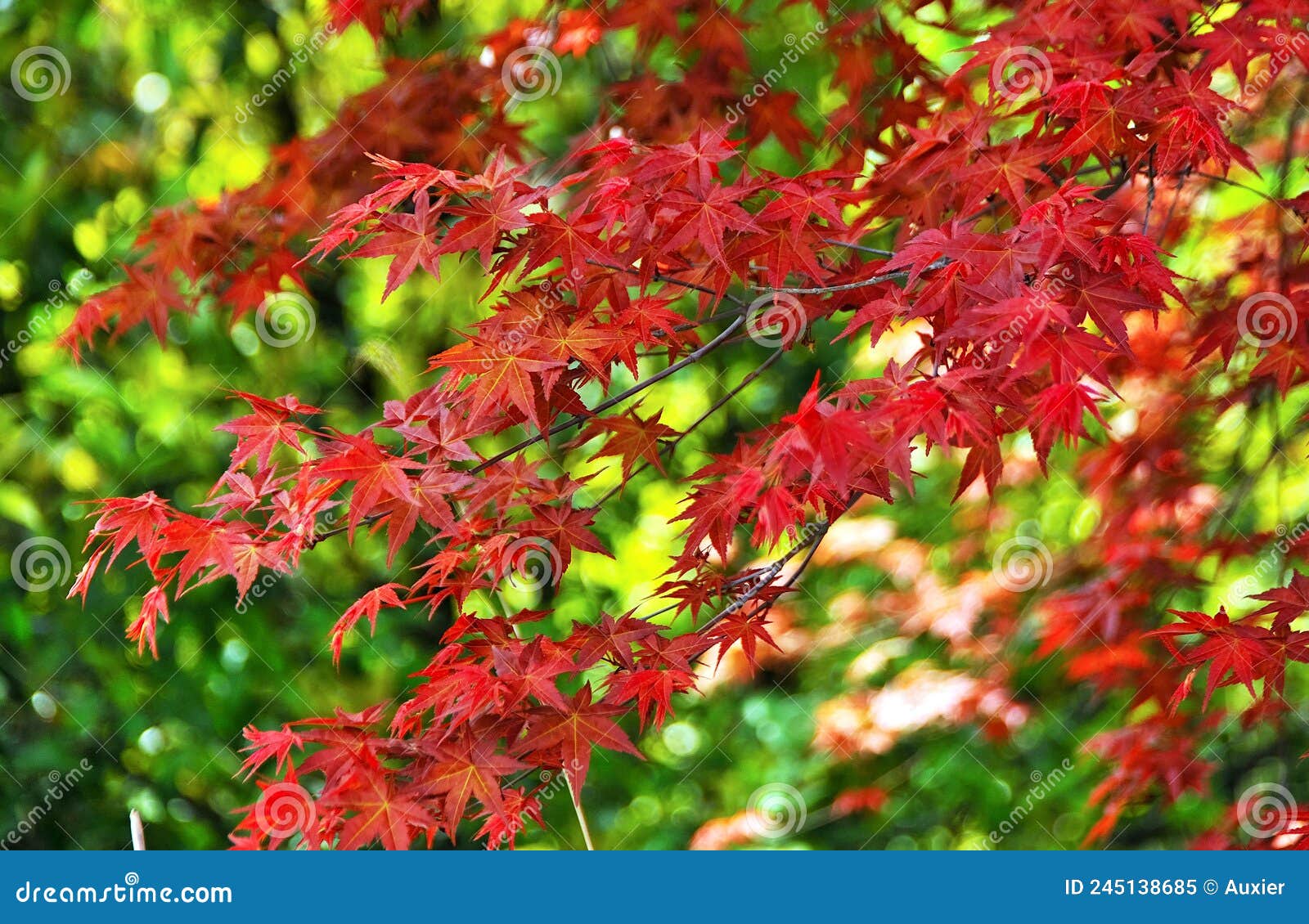 in spring, red maple leaves and green plants.