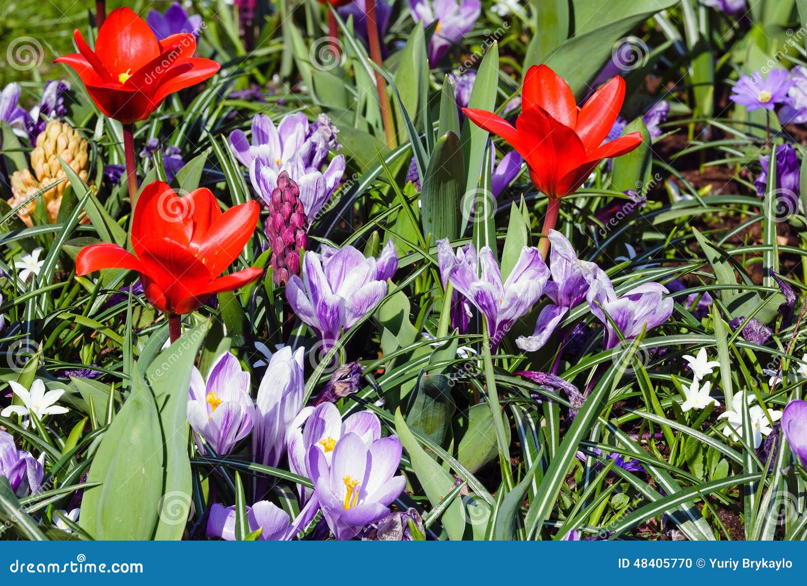 Spring Red Tulips and Purple Crocuses (closeup) Stock Photo Image of