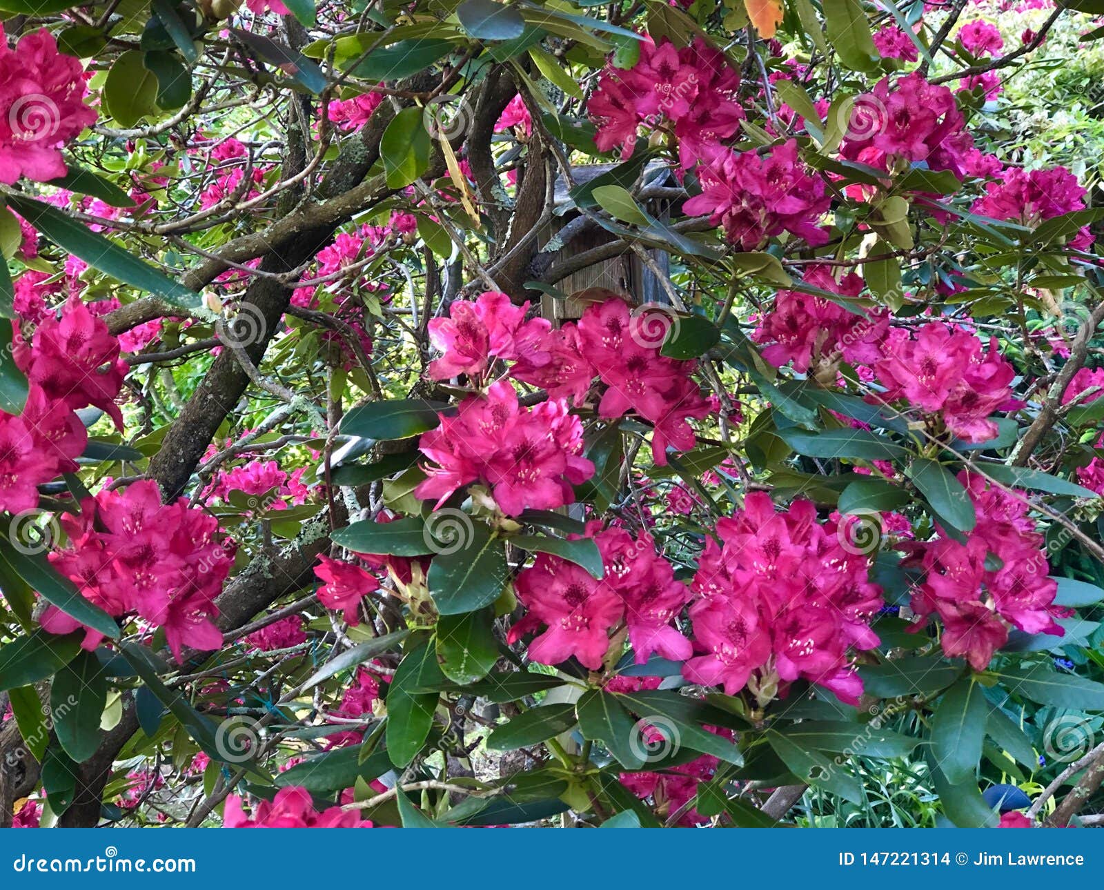 Spring Rhododendrons stock photo. Image of rhododendrons 147221314