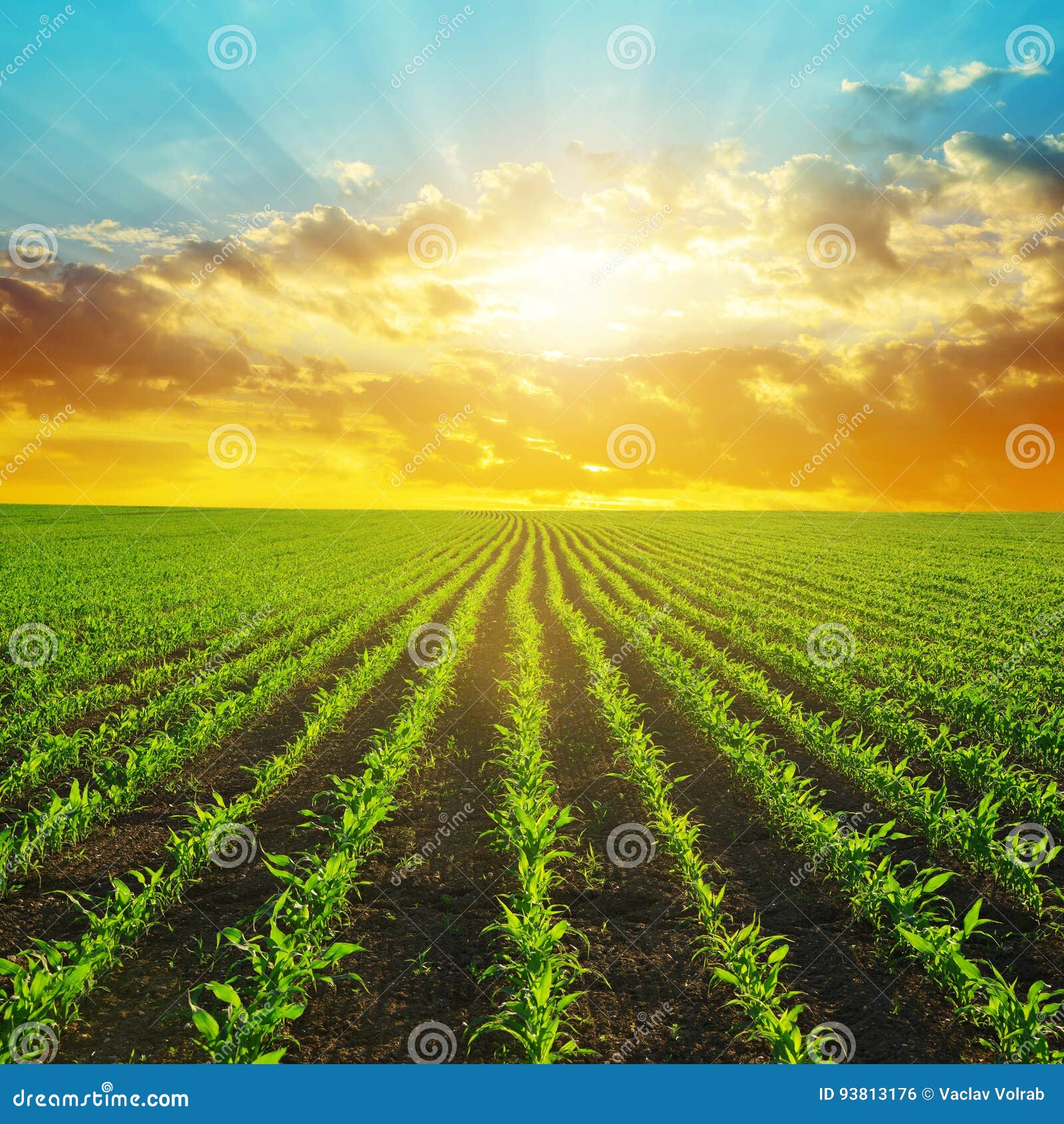 Spring Rural Landscape with Green Corn Field. Stock Photo Image of