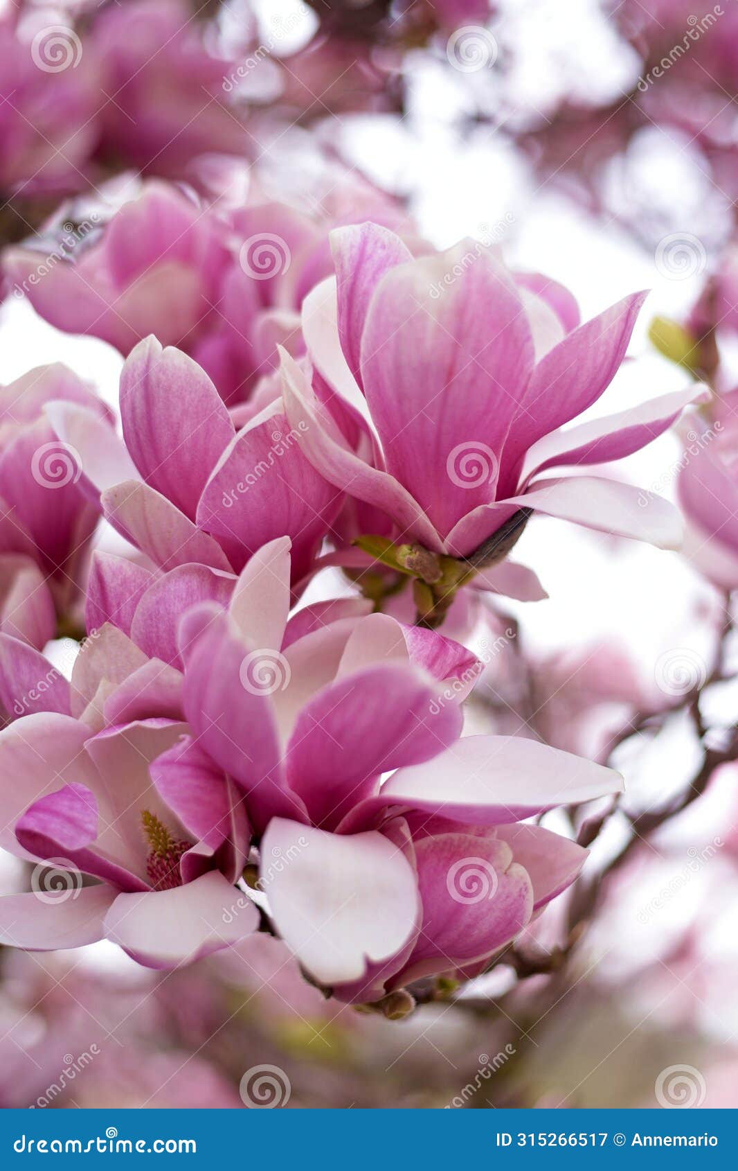 spring's blushing elegance: magnificent magnolia delight