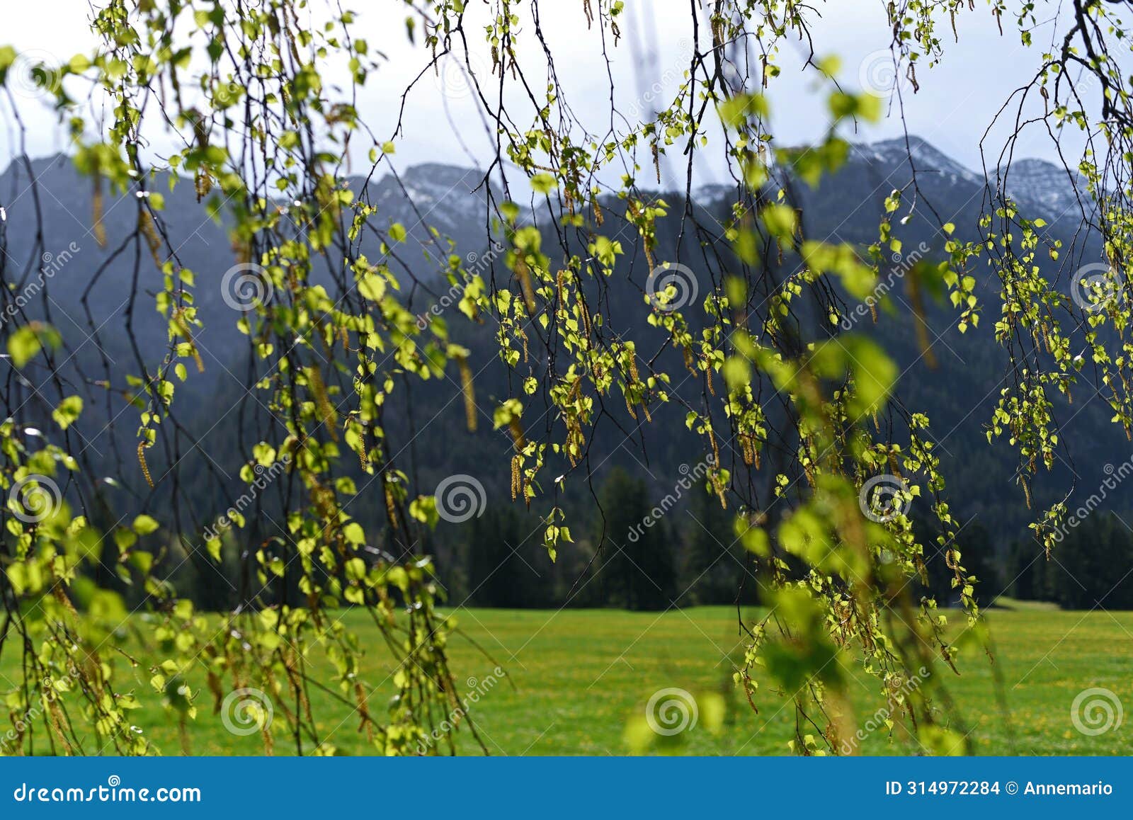 spring's verdant symphony