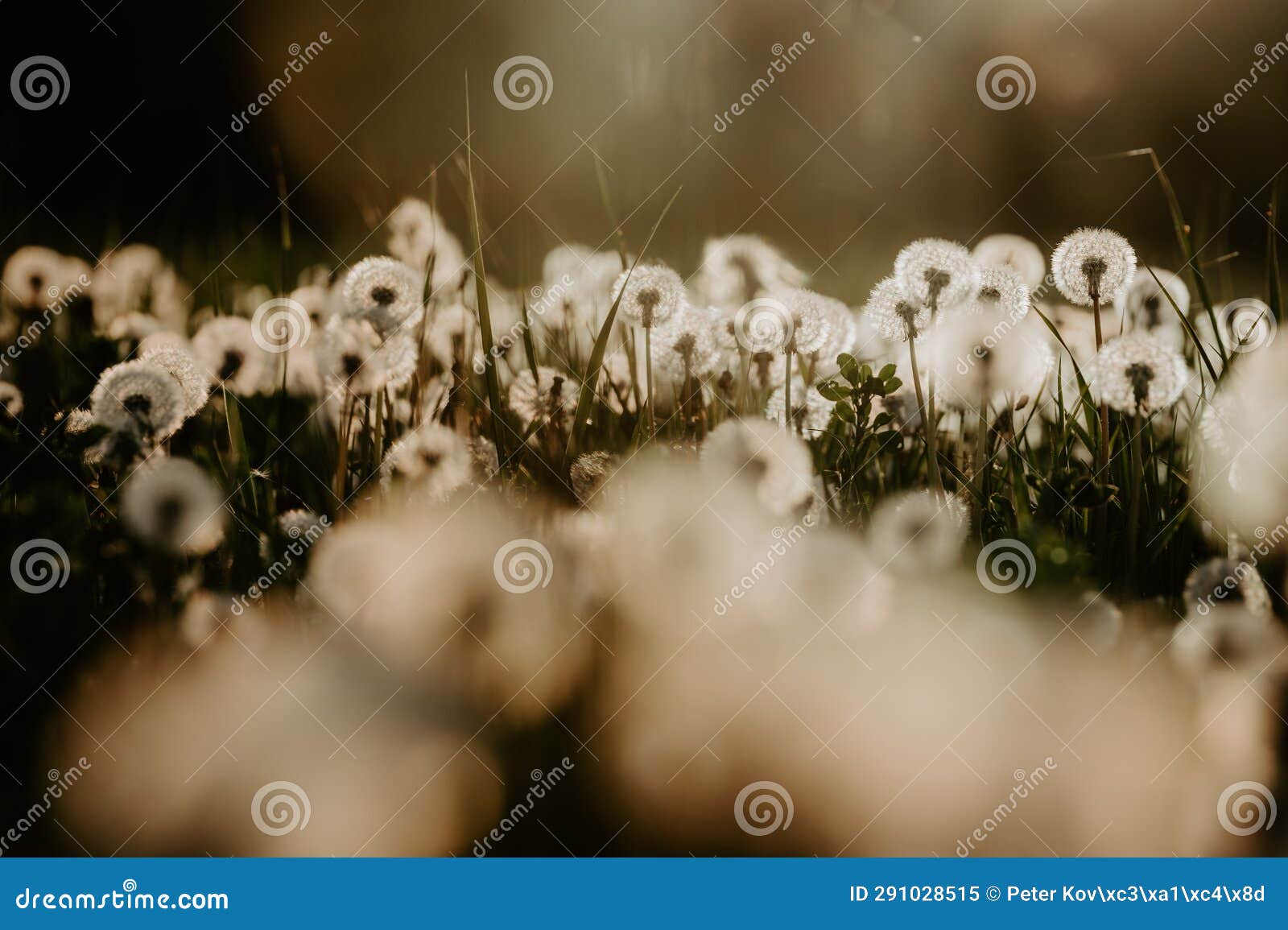 Spring S Whisper: Dandelion Meadow Bathed in Evening Light Stock