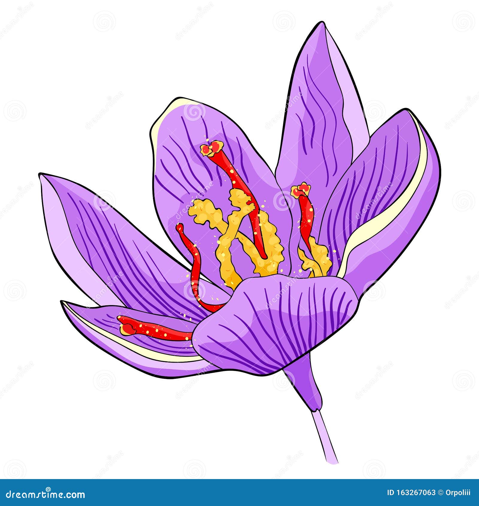 The is Spring Saffron Flower. Vector Illustration Stock Vector