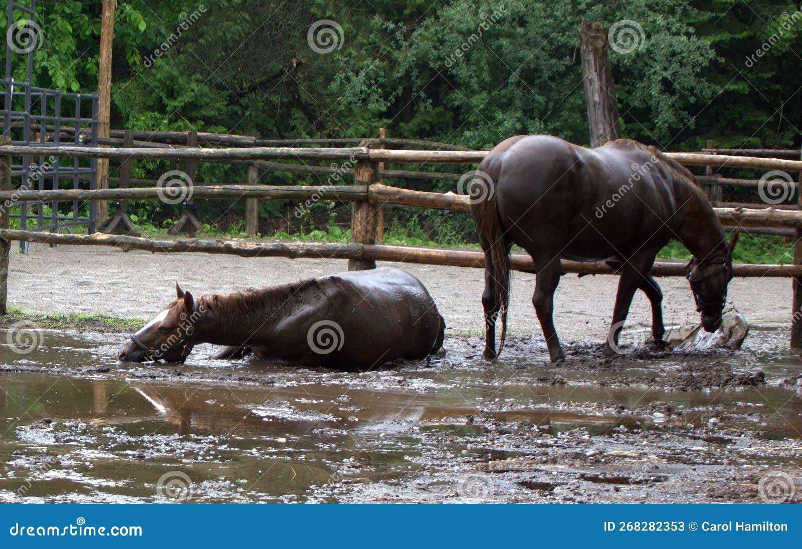 Spring Scene of Two Horses Rolling and Playing in the Mud Stock Image