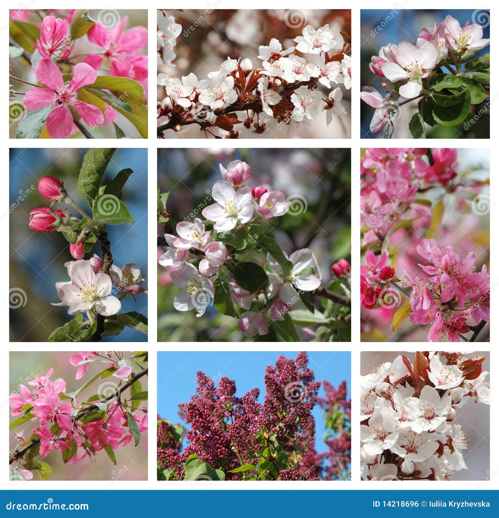 Spring Season Nature Collage With Flowers Royalty Free Stock Image Image 14218696