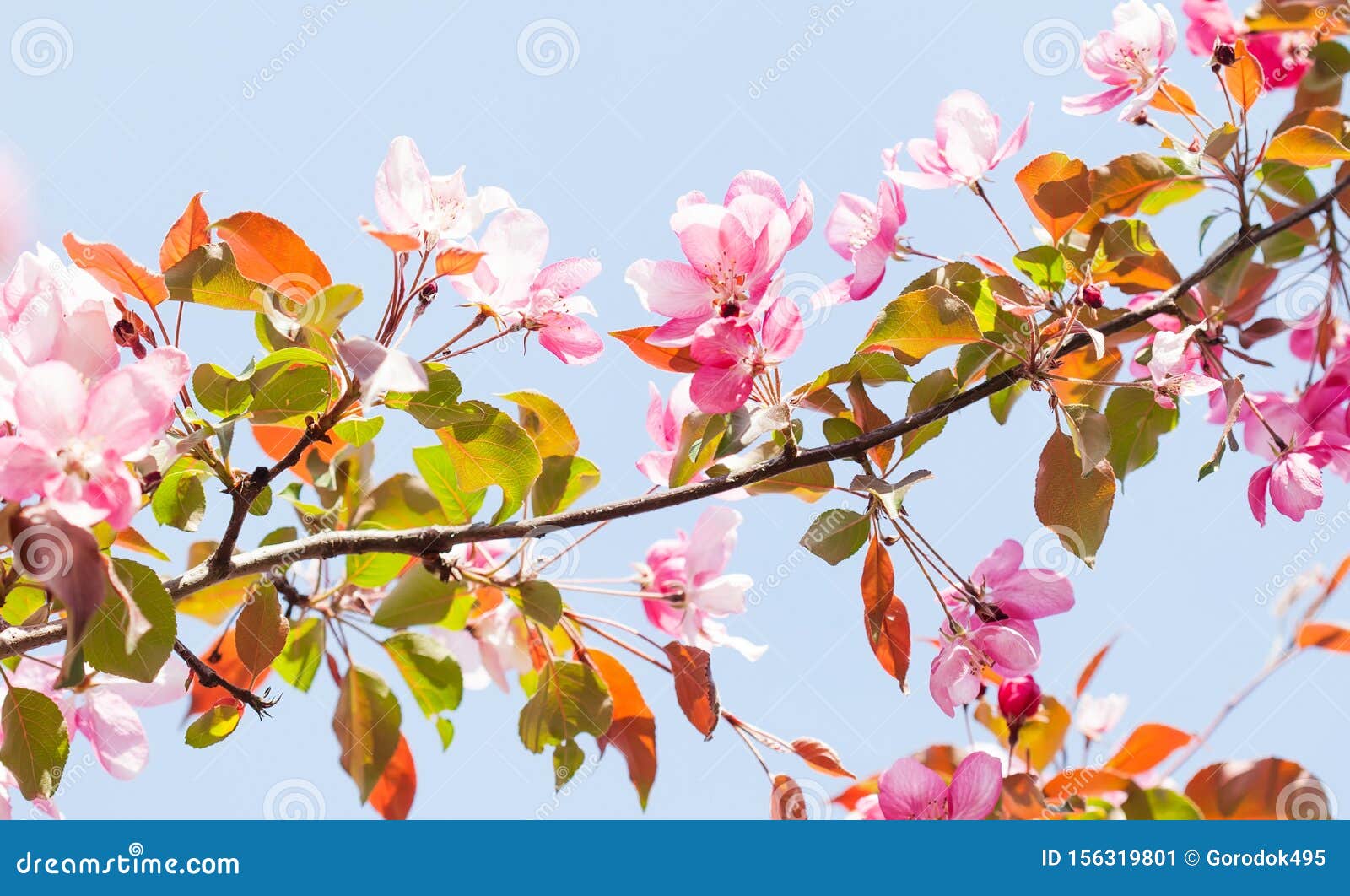Spring Season Warm Sunny Floral Wallpaper. Fruit Tree Branch with Fresh Blooming Buds of Delicate Pink Flowers on Blue Stock Image - Image of design, blur: 156319801 Spring Season Warm Sunny Floral Wallpaper. Fruit Tree Branch with Fresh Blooming Buds of Delicate Pink Flowers on Blue Stock Image - Image of design, blur: 156319801