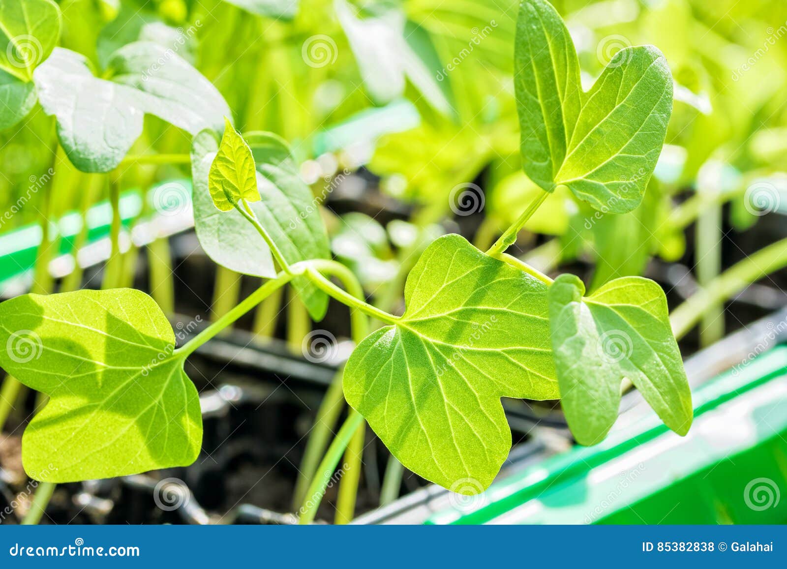 Spring Seedlings of Morning Glory Flowers in the Container, Macro Stock