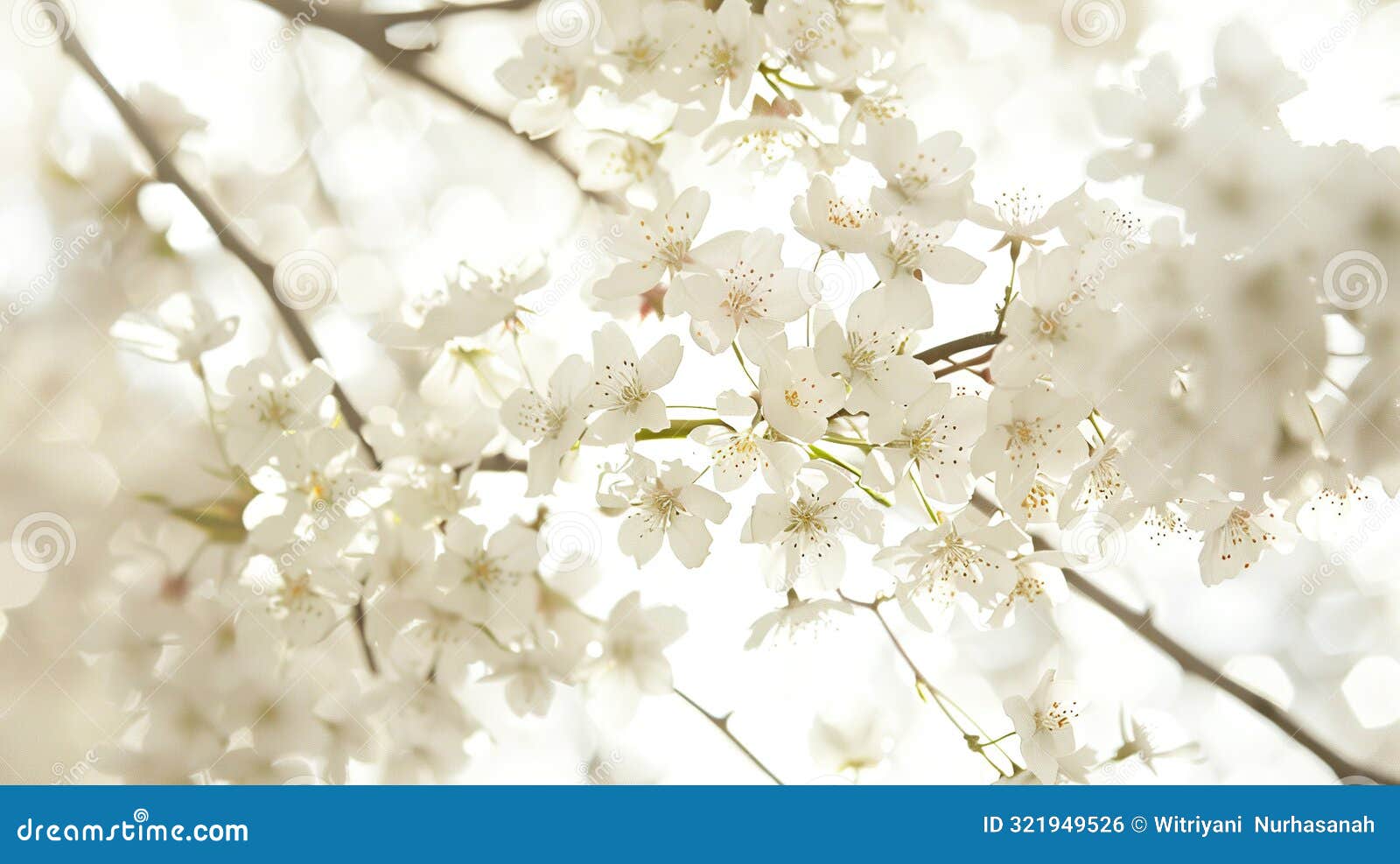 delicate white cherry blossoms in full bloom