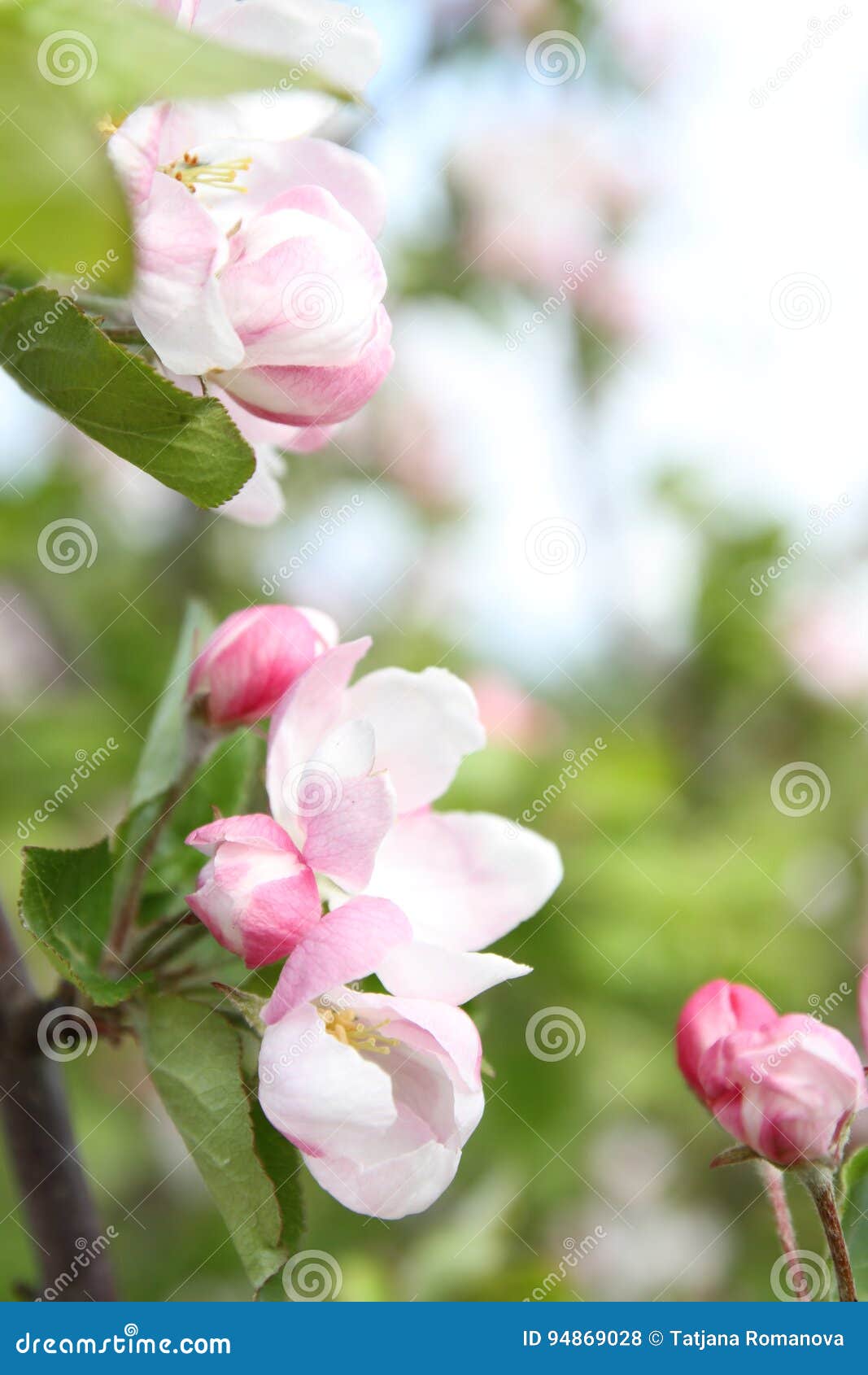 Spring Shoot of Pink Flower of Apple Tree Stock Photo Image of large