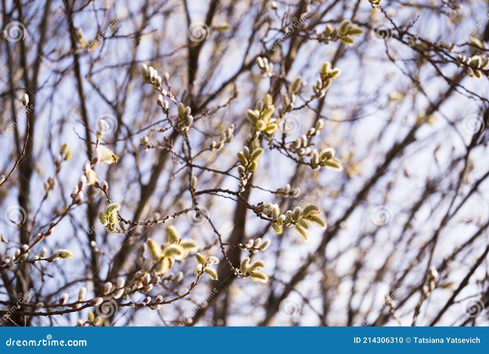 spring shoots on salix branches