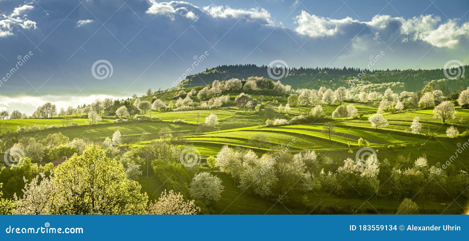 Spring Slovakia Landscape. Nature Fields With Blooming ...