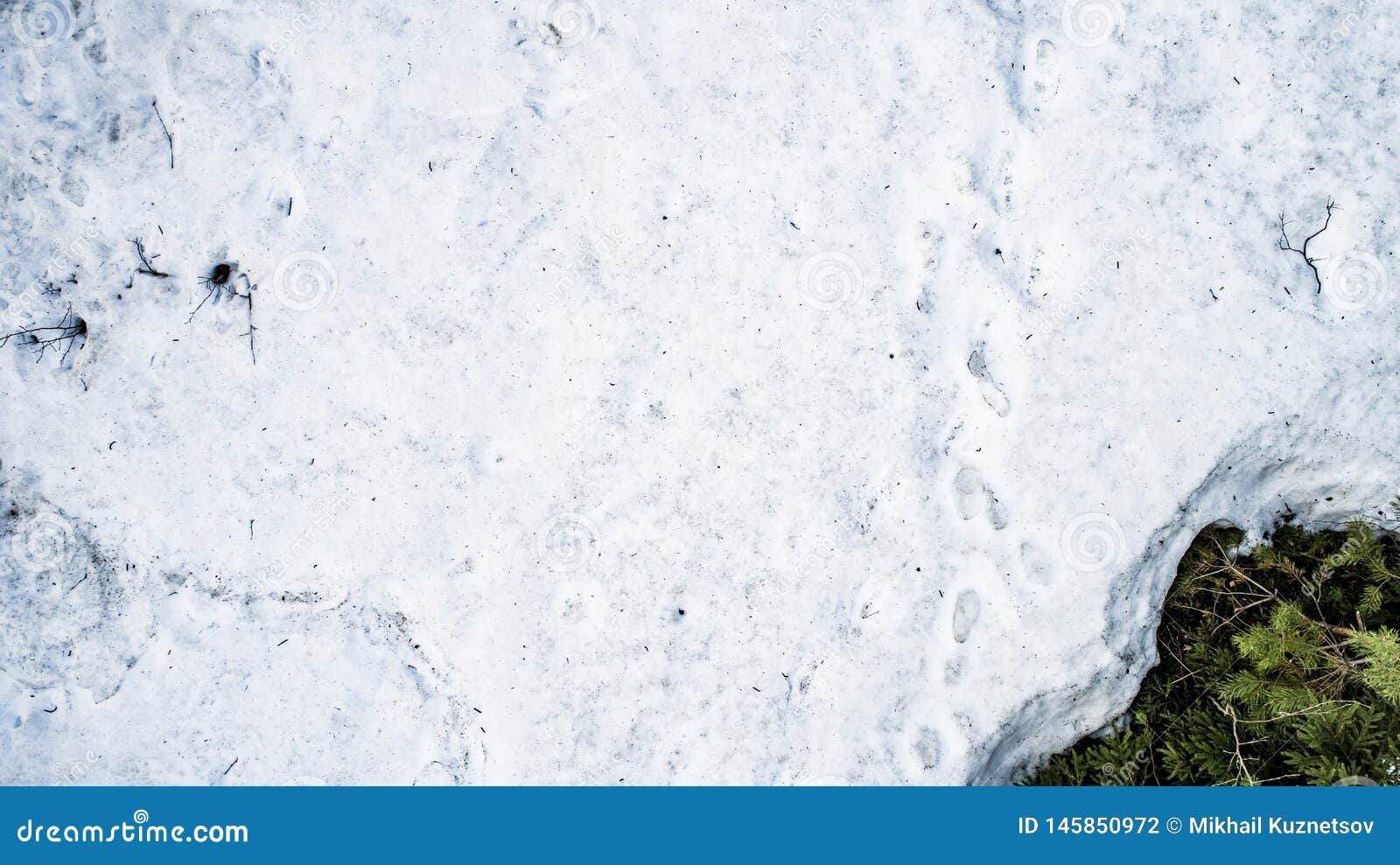 Spring Snow Melting in the Real Forest Stock Photo Image of macro