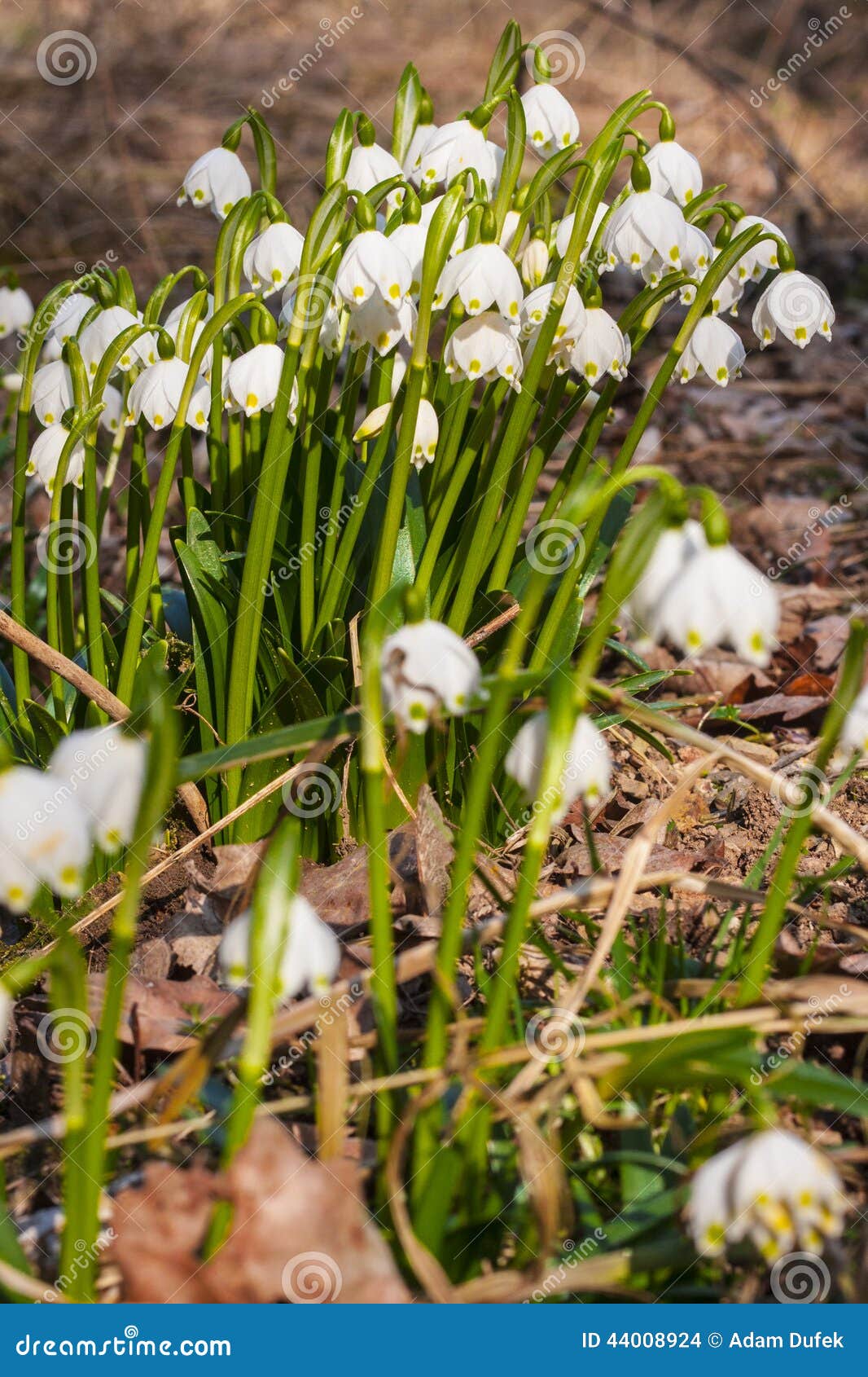 Spring snowflake flowers stock photo. Image of beautiful 44008924