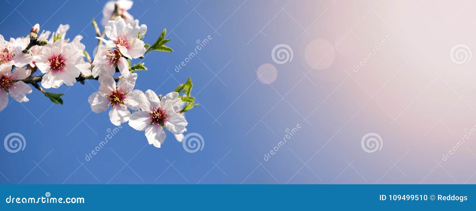 spring, springtime - pink flowers banner