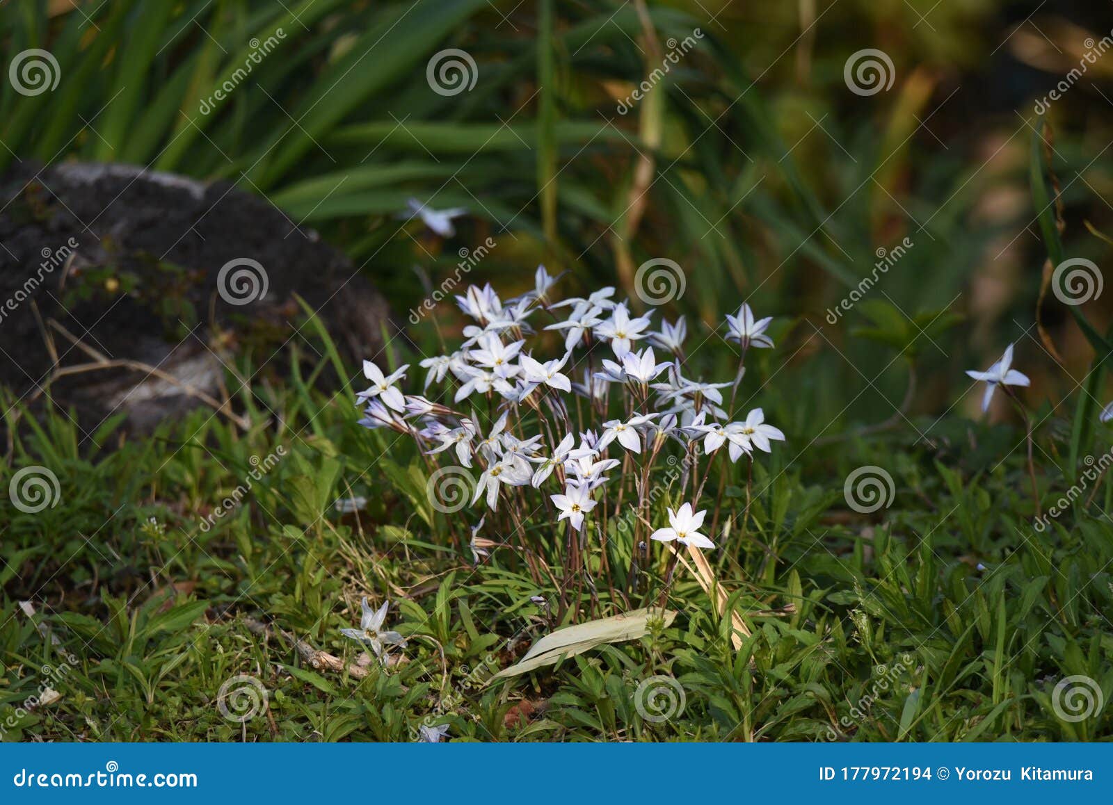 spring starflower ipheion uniflorum