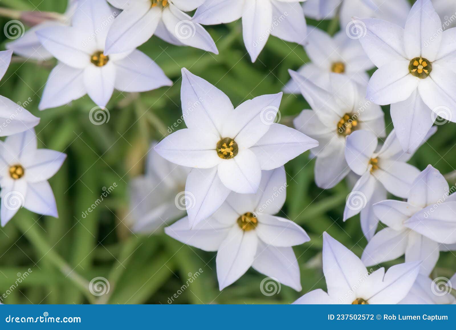 springstar ipheion uniflorum, close-up of star-d flowers