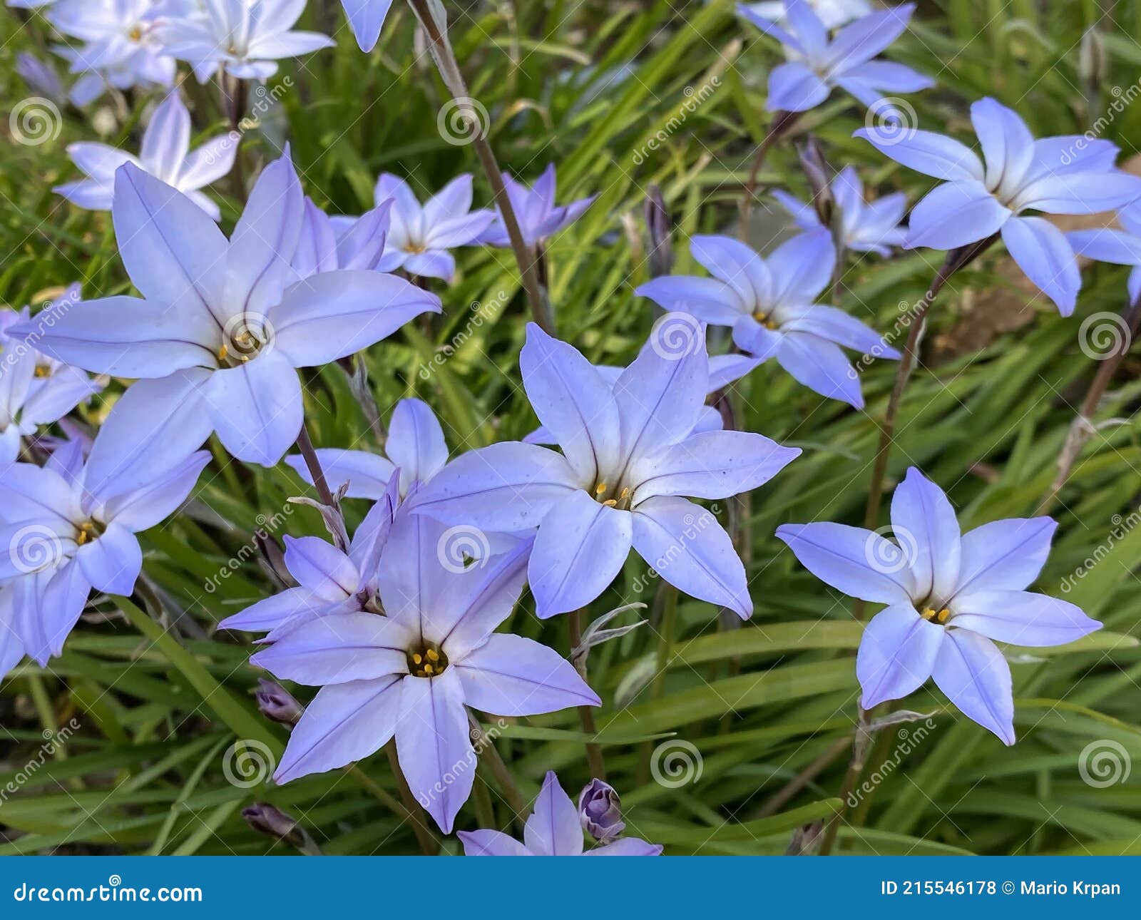 spring starflower ipheion uniflorum, springstar, der einblÃÂ¼tige frÃÂ¼hlingsstern or iphÃÂ©ion uniflore, conservatory and botanical