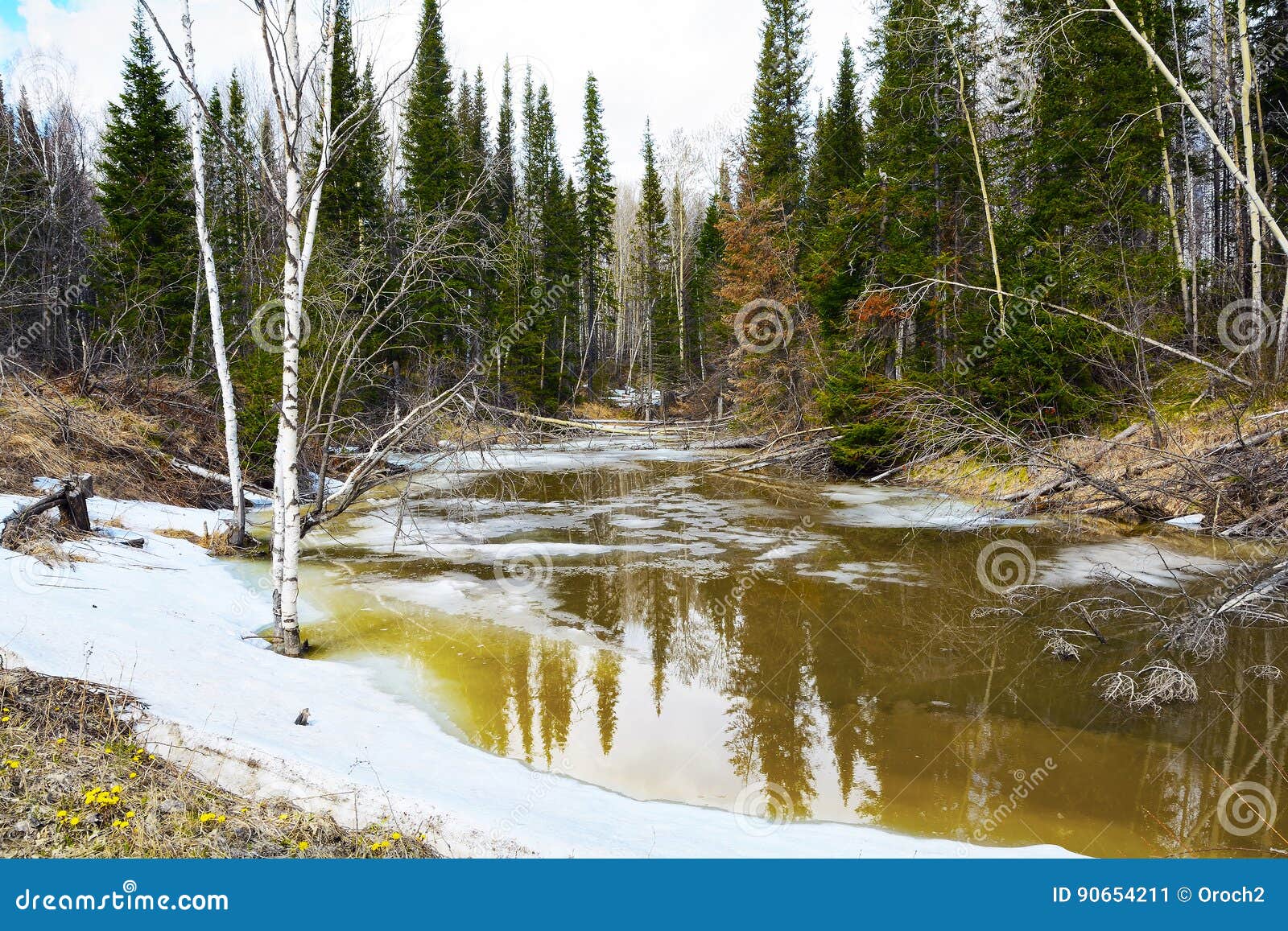 Spring Stream In The Siberian Taiga Stock Image Image Of Aspen Birch