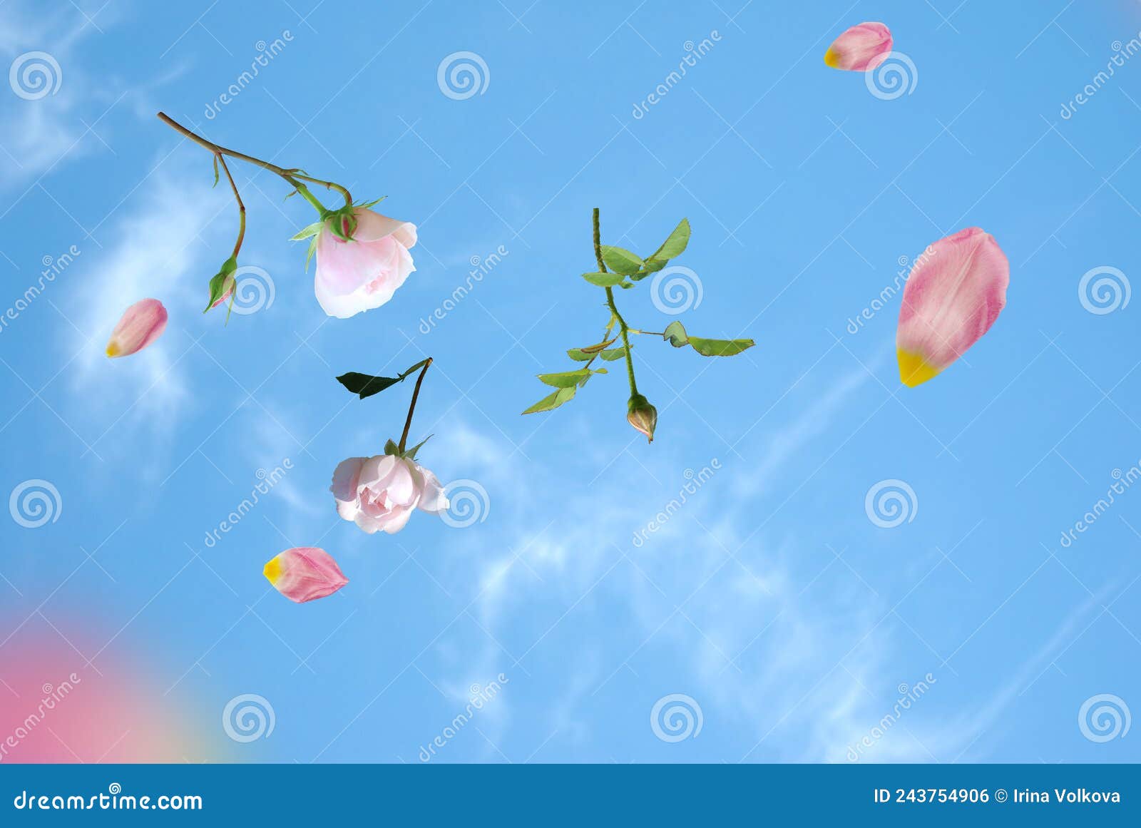 Spring Summer Background Blue Sky and Flying Roses Flowers and Petal ...