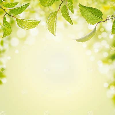 Spring Summer Background with Green Leaves,light and Bokeh Stock Photo ...