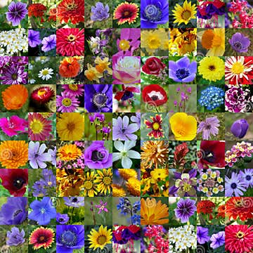 Spring & Summer Flower Collection Stock Photo - Image of purple ...