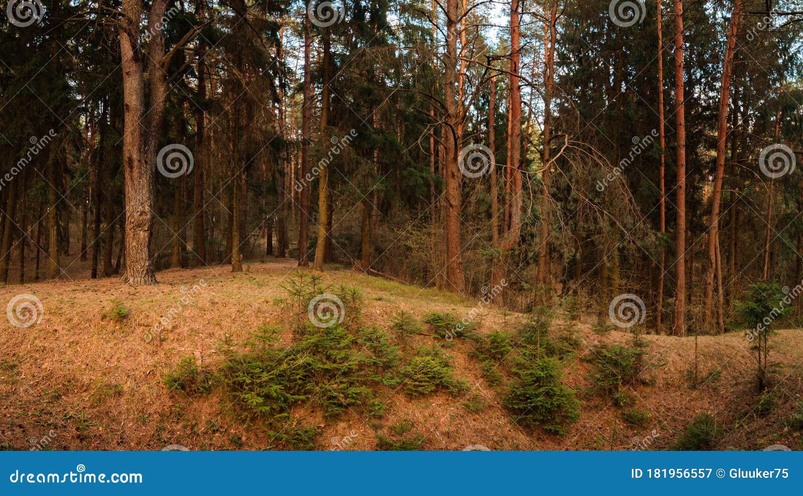 spring-summer hilly pine forest. beautiful panoramic landscape in the warm evening light of the setting sun