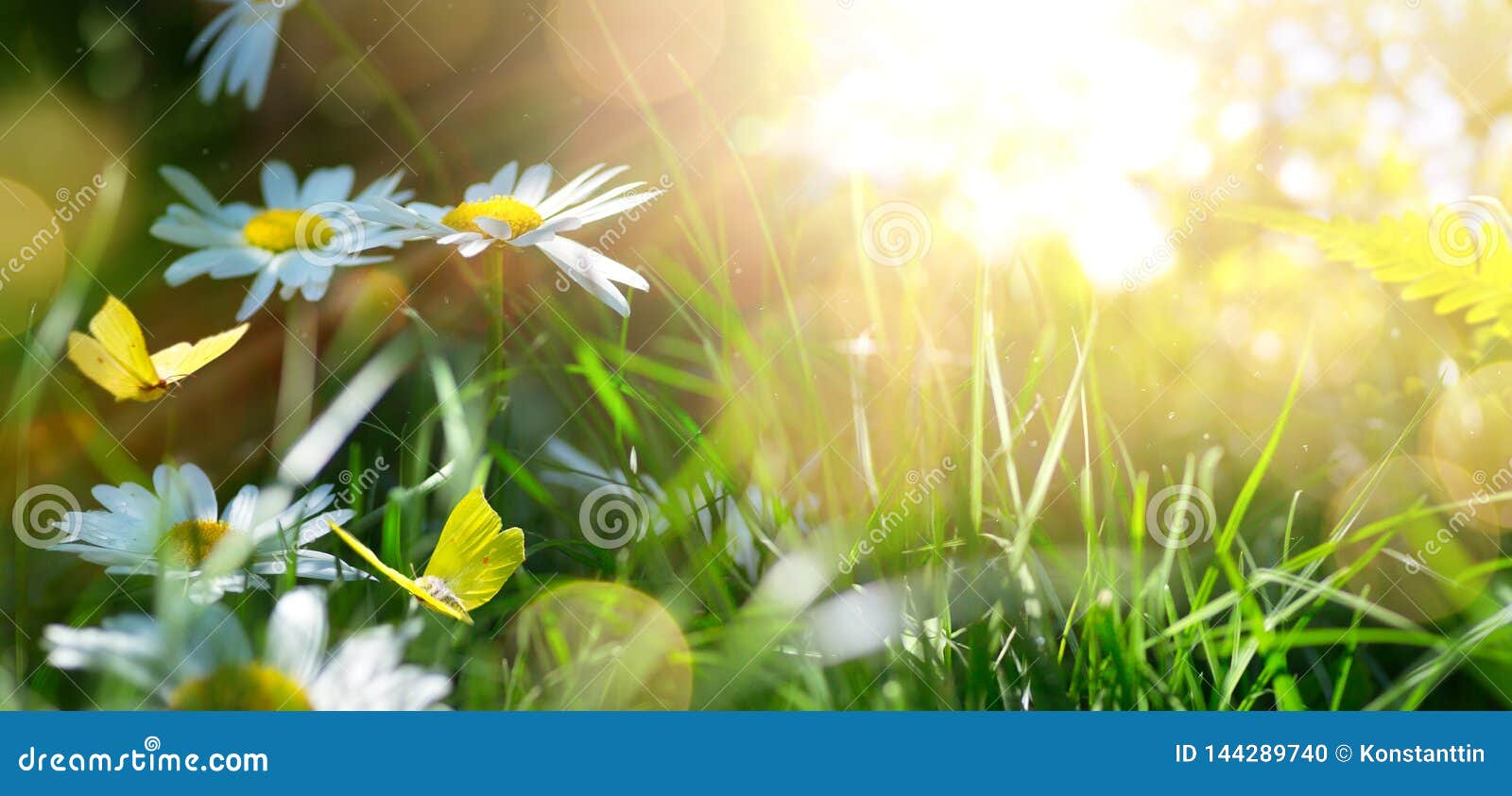 spring or summer nature background with blooming white flowers and fly butterfly against sunrise sunlight