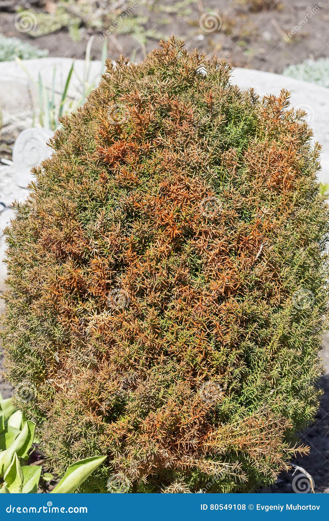 The Spring Sun Burns the Juniper Stock Photo Image of needles, care