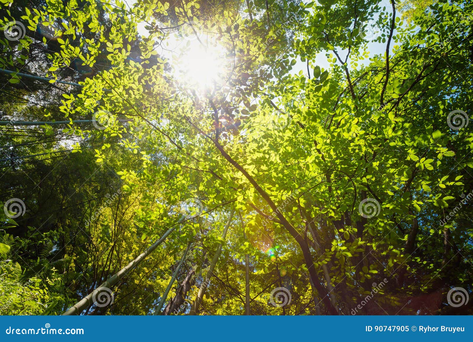 Spring Sun Shining through Canopy of Tall Trees. Sunlight in Tropical ...