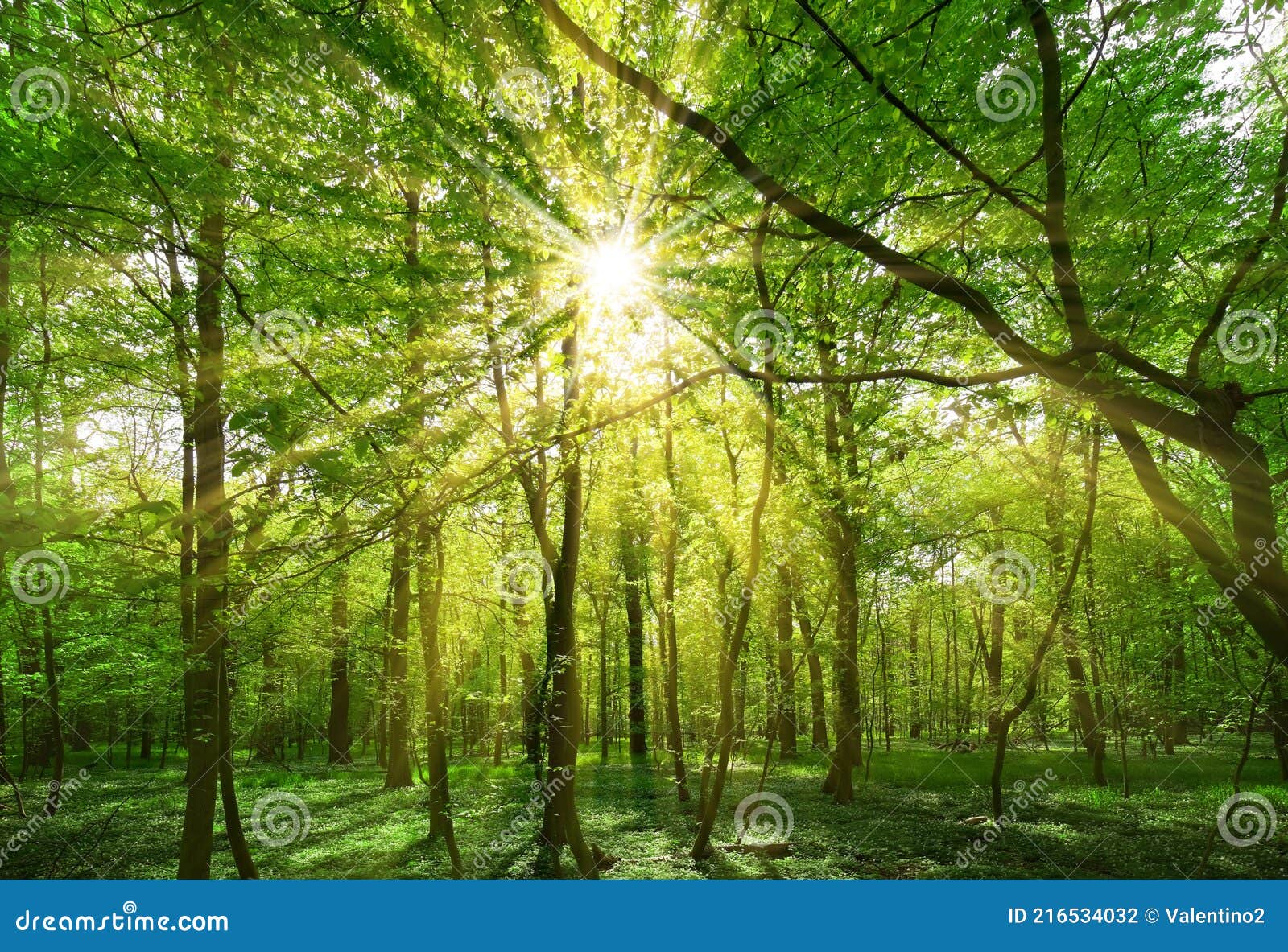 Sun Shining through Tree Branches Stock Photo Image of sunshine, wood