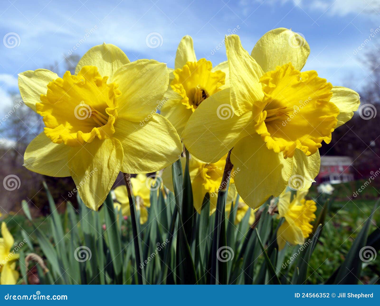 spring: sunlit yellow daffodils