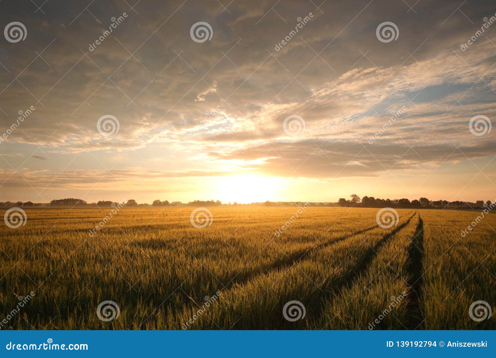 Spring Sunrise Over A Field Of Wheat At The End Dark Clouds Rises And