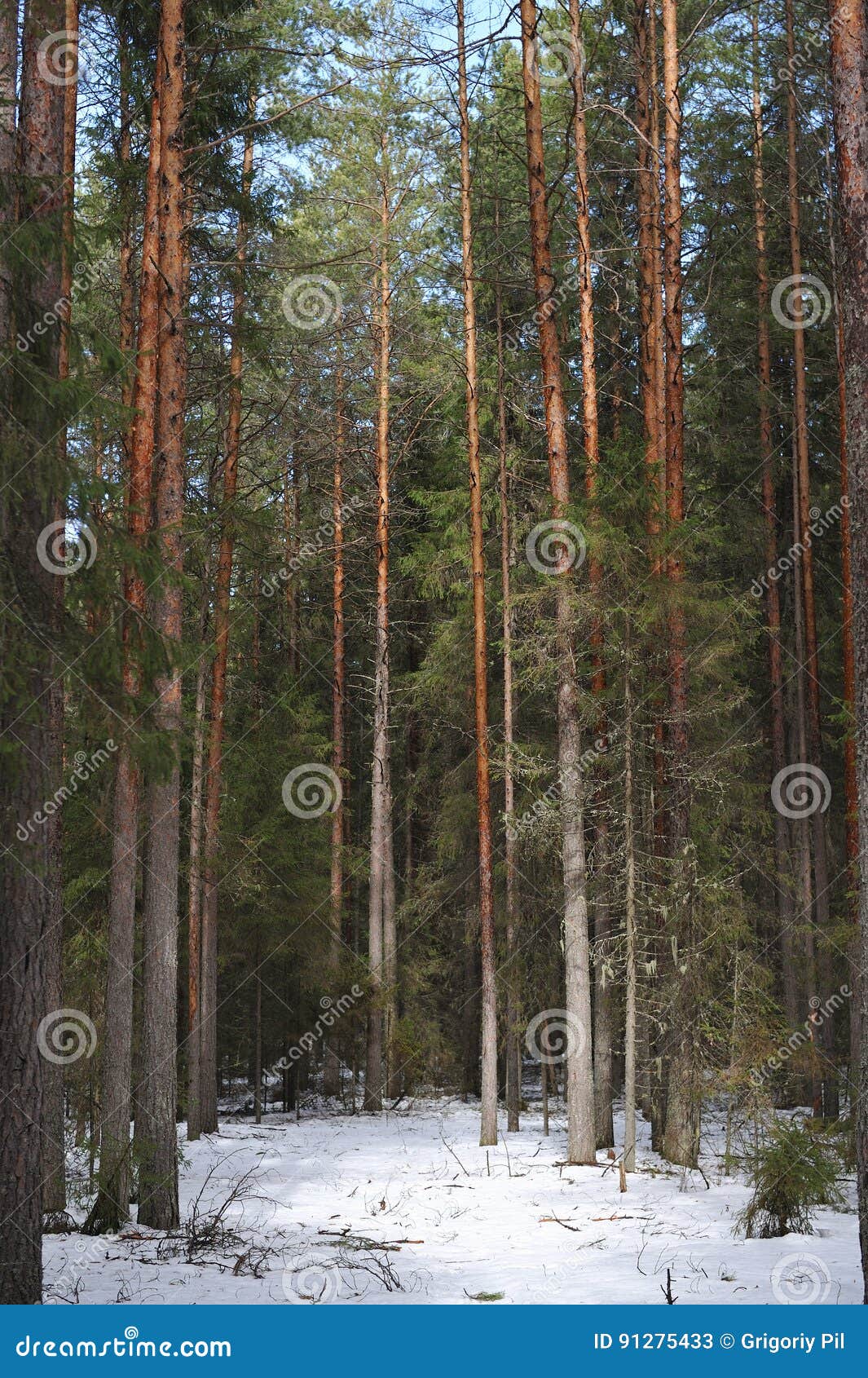 Spring in taiga stock image. Image of sunlight, white 91275433