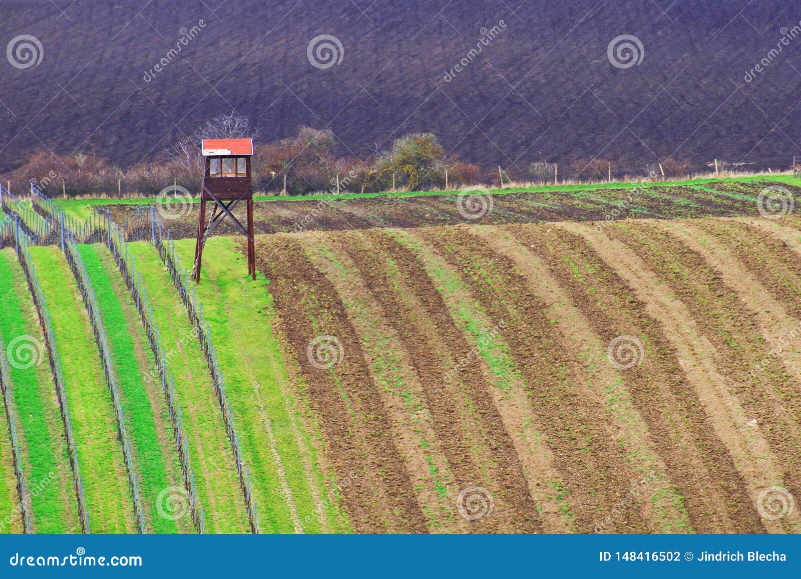 spring time in moravian tuscany, south moravian wine region