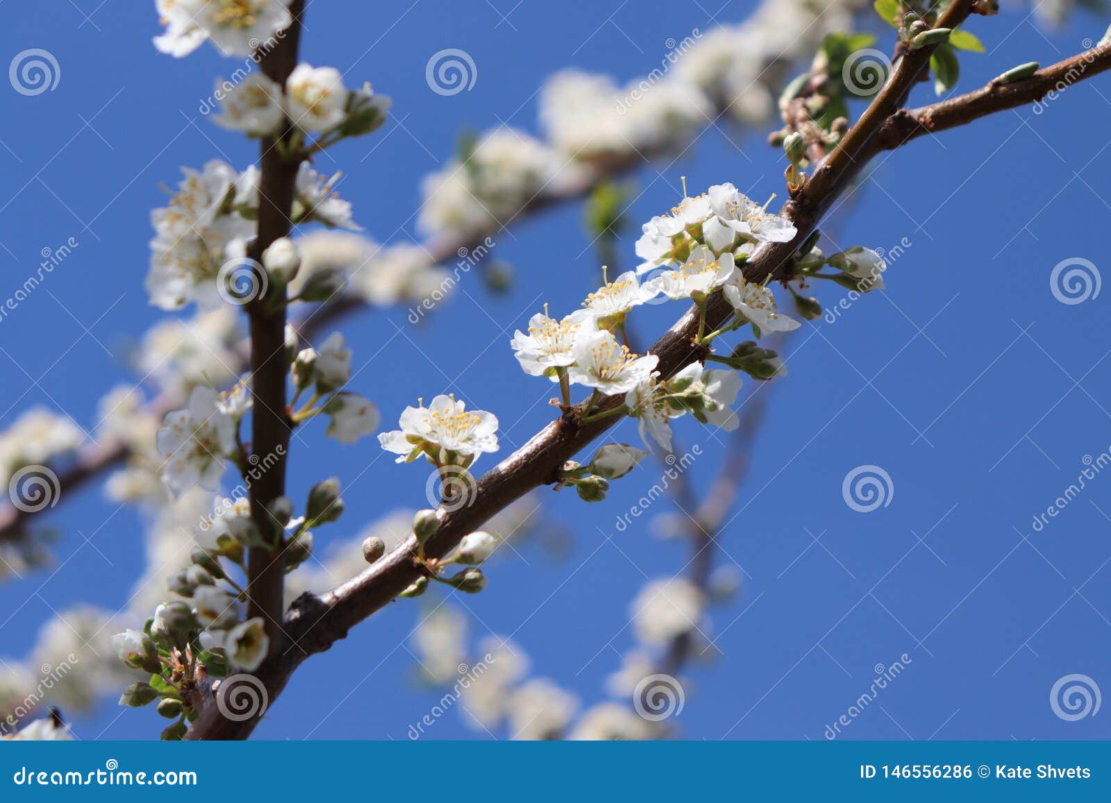 May flowers stock photo. Image of village, spring, time 146556286