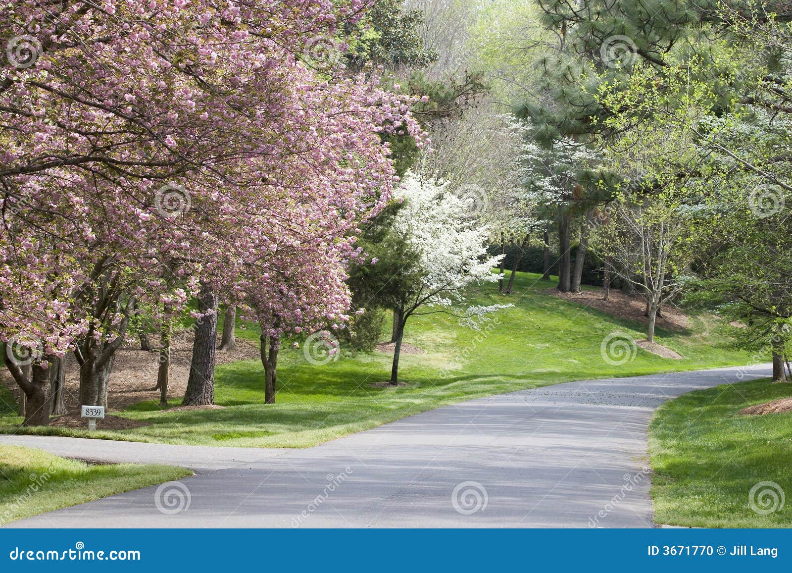 spring tree blooms